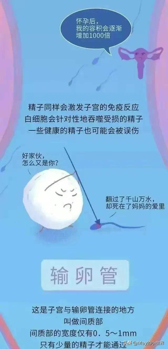 精子进入女性体内，会发生什么？