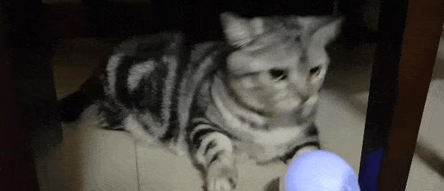 网友画“壁虎”想耍耍自家猫，可没想到…把全网的猫都给骗了