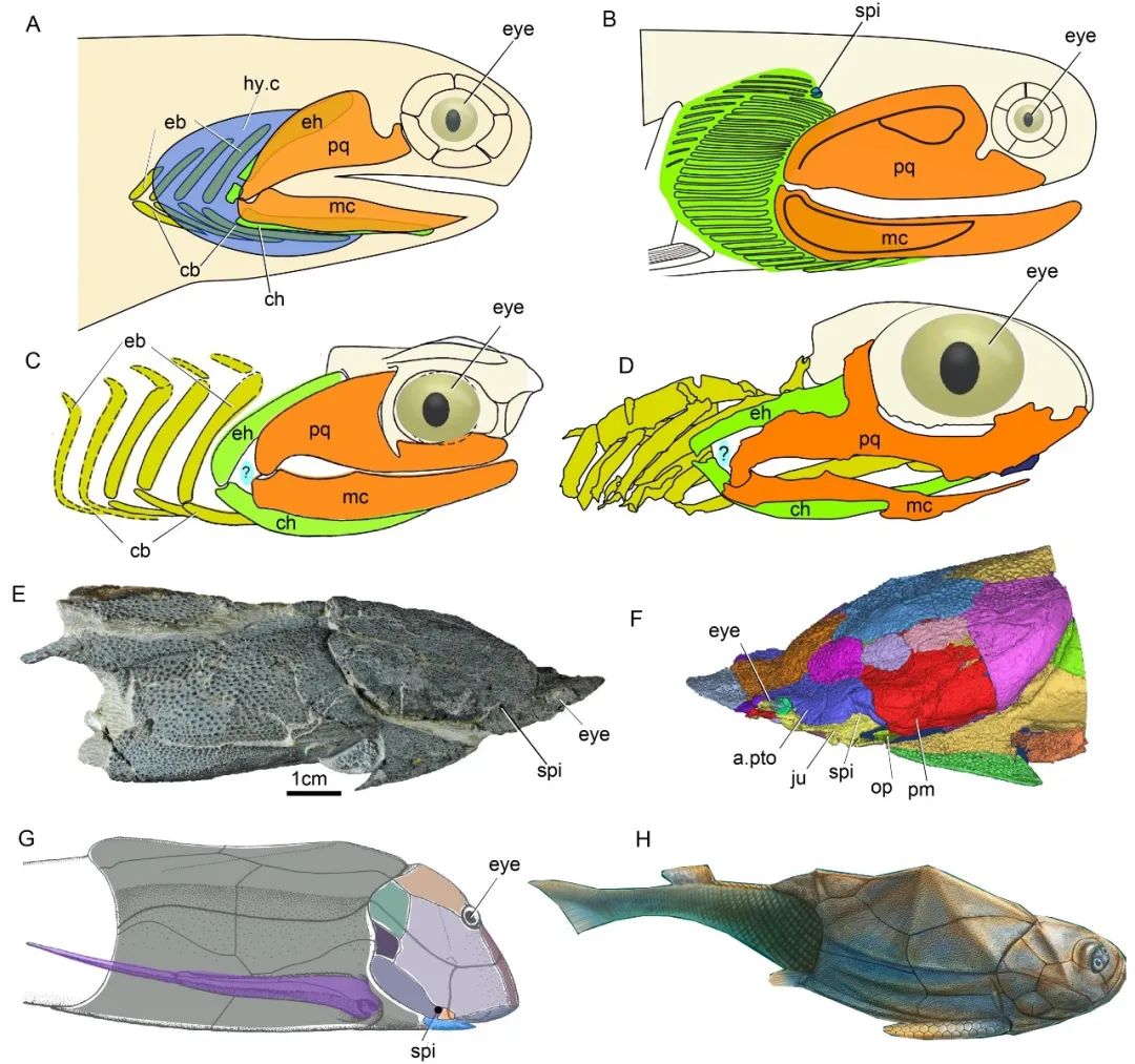 长达200年的解谜过程：鱼类曾经用我们的耳朵来呼吸