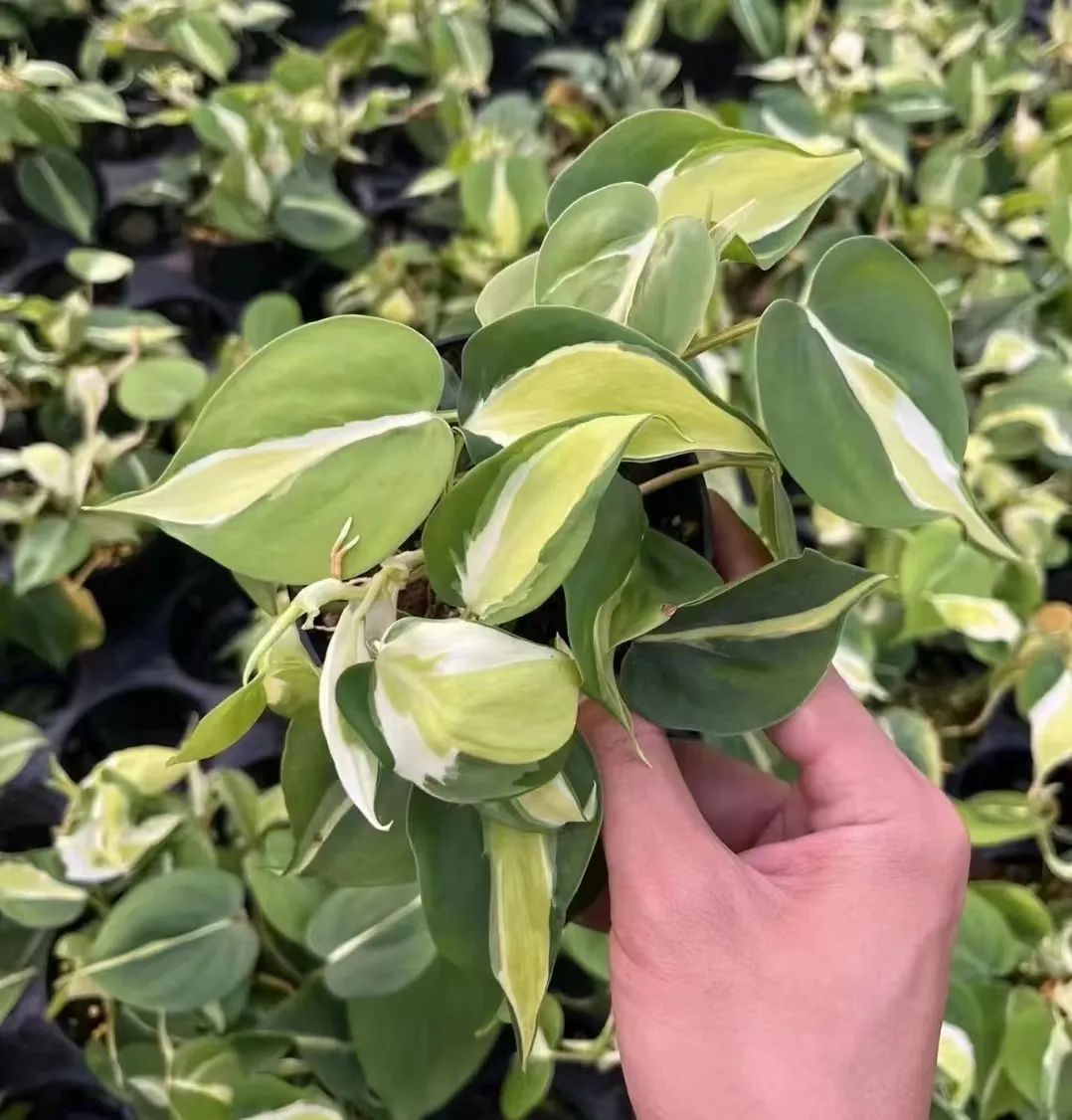 盘点24个常见蔓绿绒品种，叶色靓丽颜值高，总有一款撬动你的心！