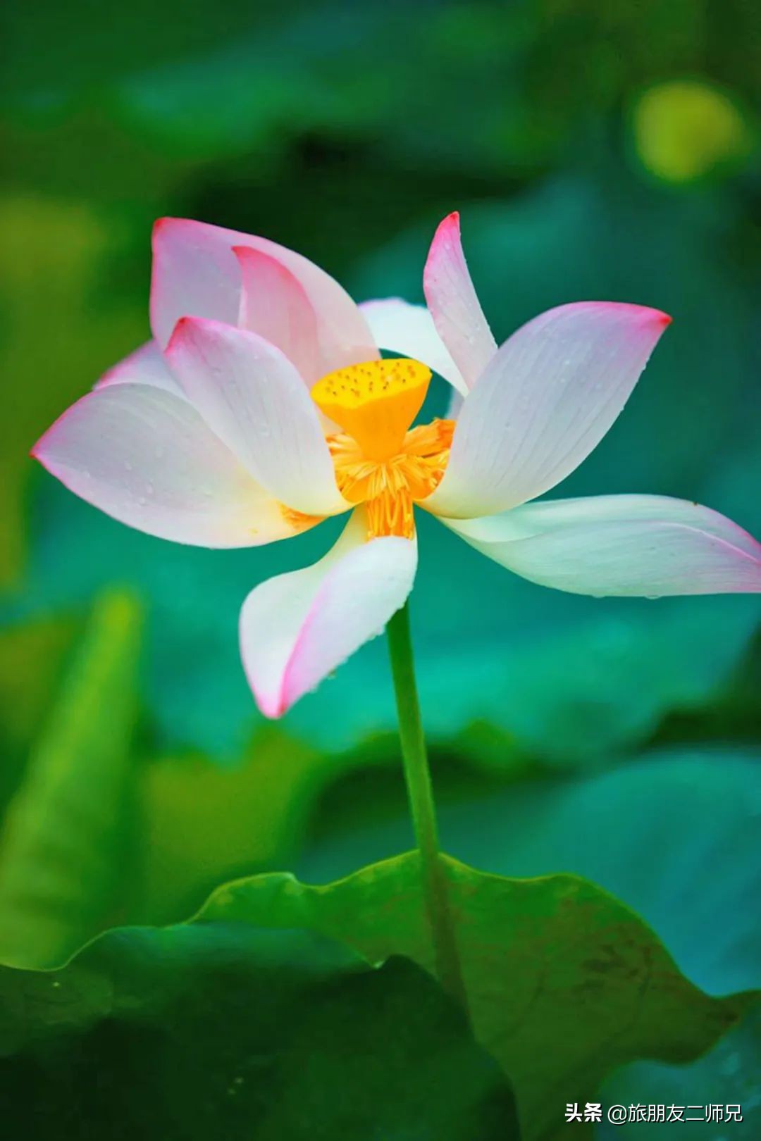 花都红山村自由行攻略,广州花都公园旅游攻略