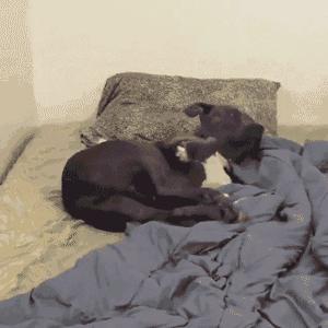 没救了，我家傻狗以为是我“亲生”的