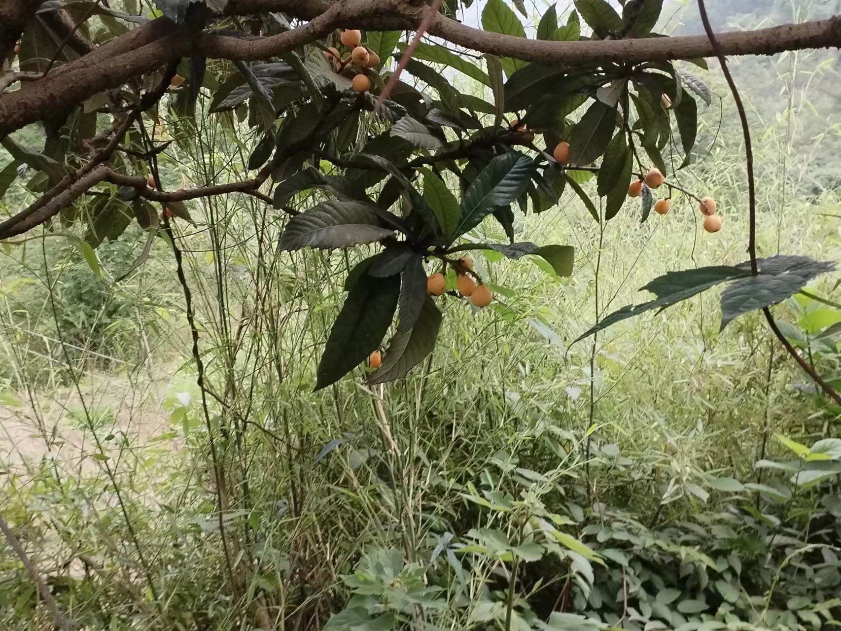 五菱龙卡货车怎么样,五菱龙卡3.8米小货车多少钱