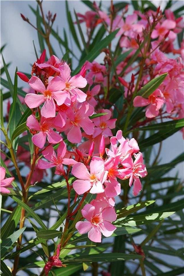 哪些室内花花期长又好养,室内养太多花好吗