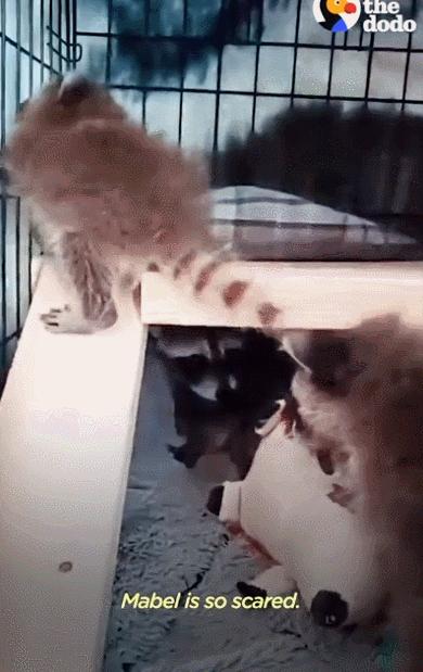 鍔犳嬁澶у皬娴g唺骞煎唇,鍔犳嬁澶у杺鍏诲皬娴g唺