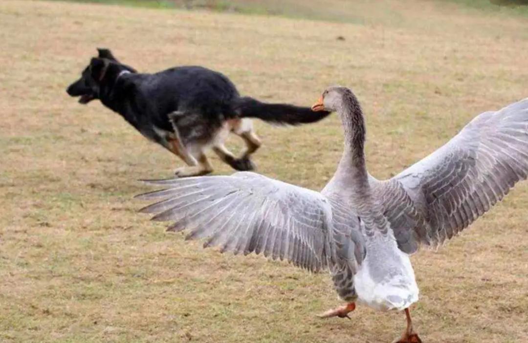 大鹅和平头哥,平头哥最新比赛谁赢了