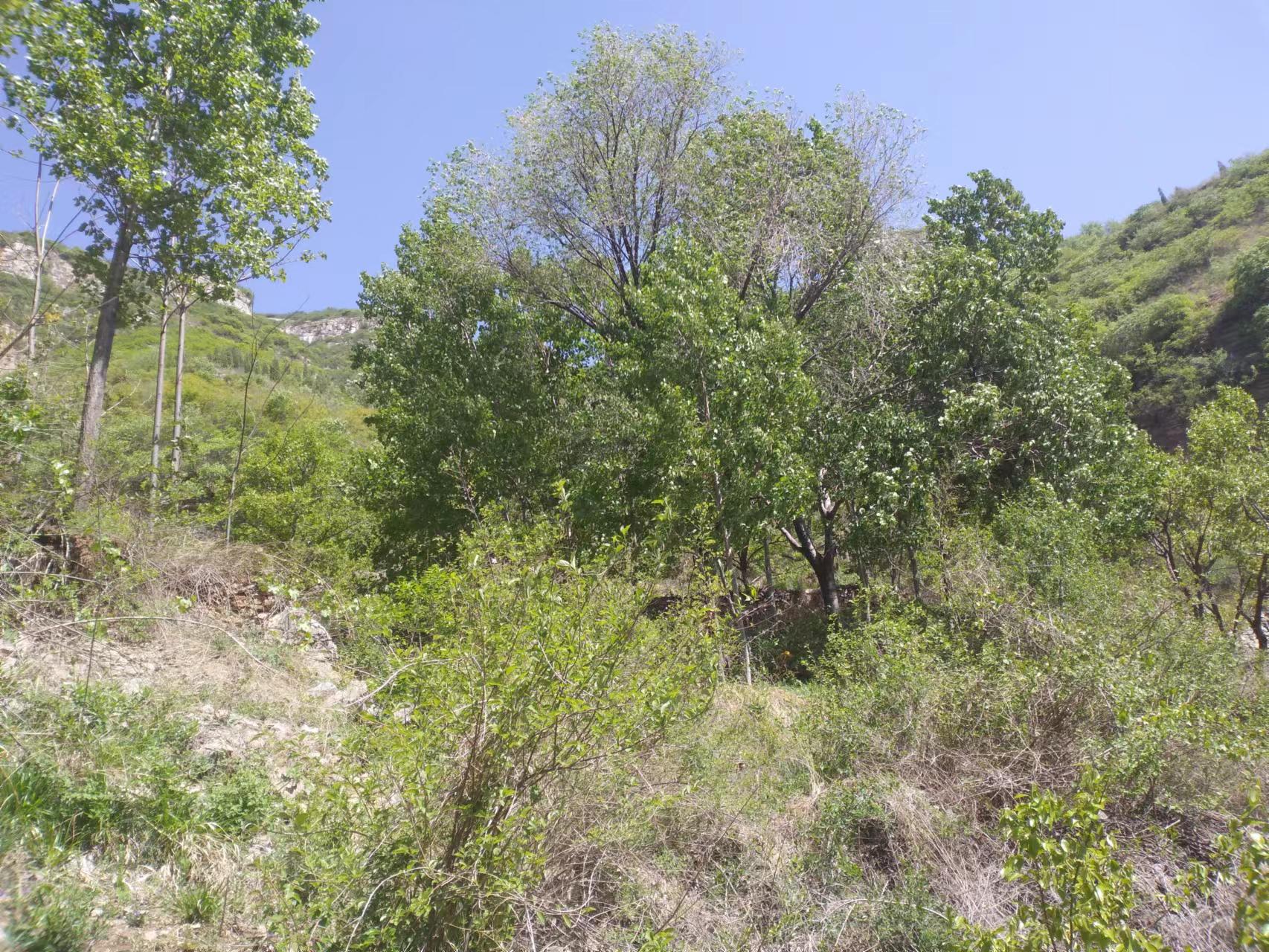 临朐自然美,临朐新美丽