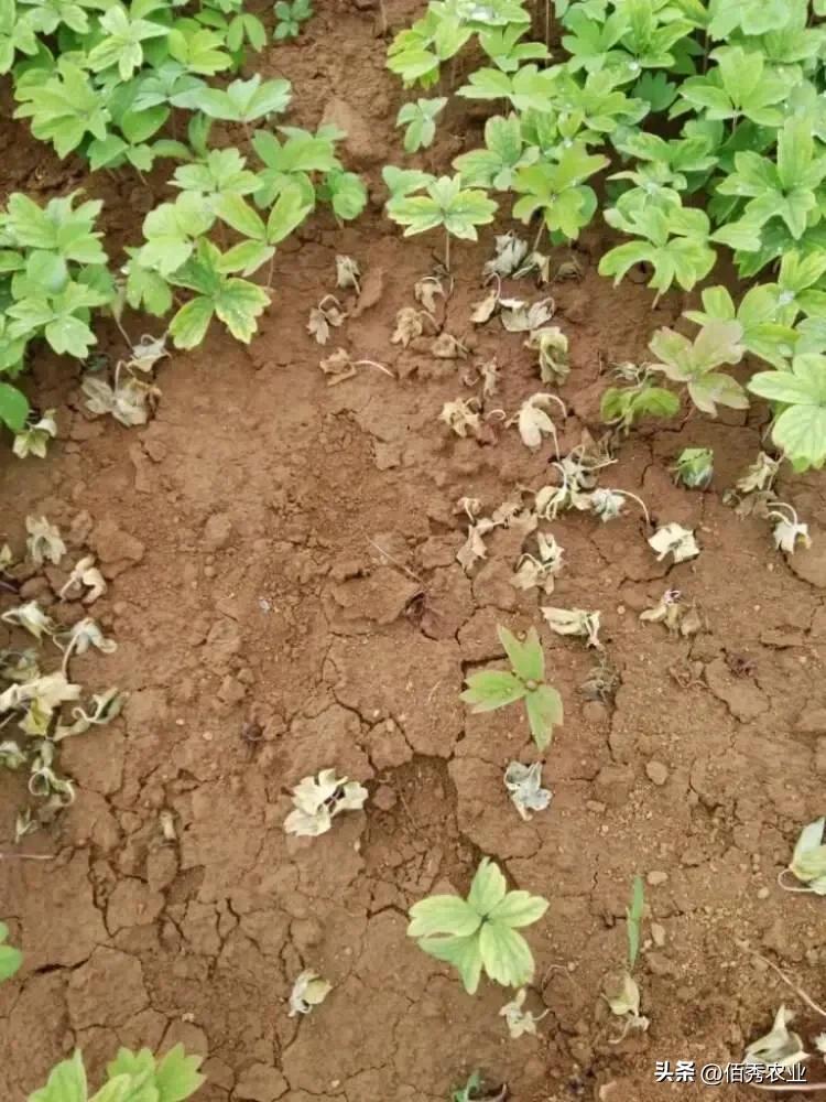 新移栽的牡丹苗叶子打蔫怎么办,牡丹夏季为啥黄叶死苗