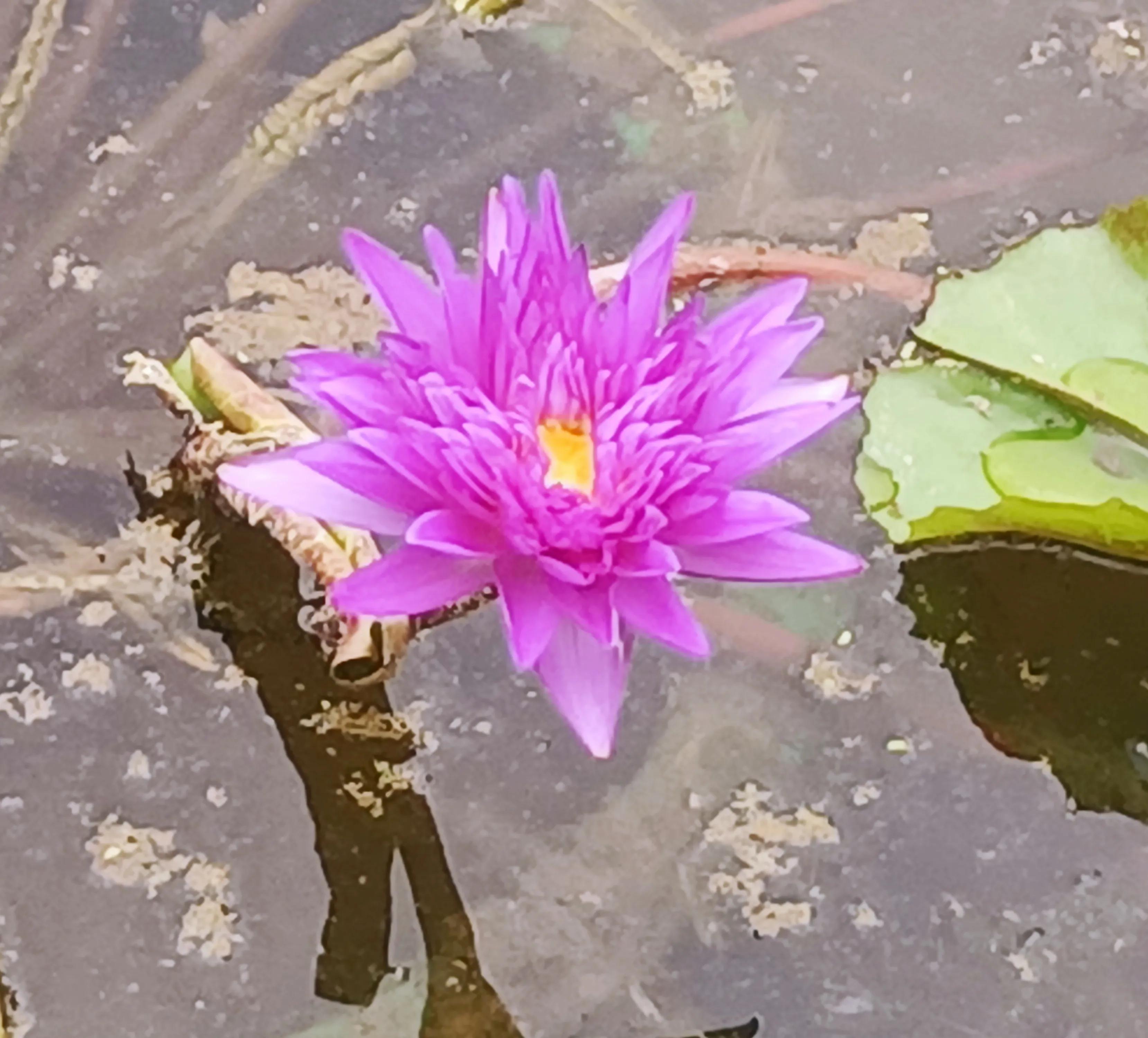 高龄胰腺癌晚期还有必要化疗吗,胰腺癌晚期医生建议不化疗