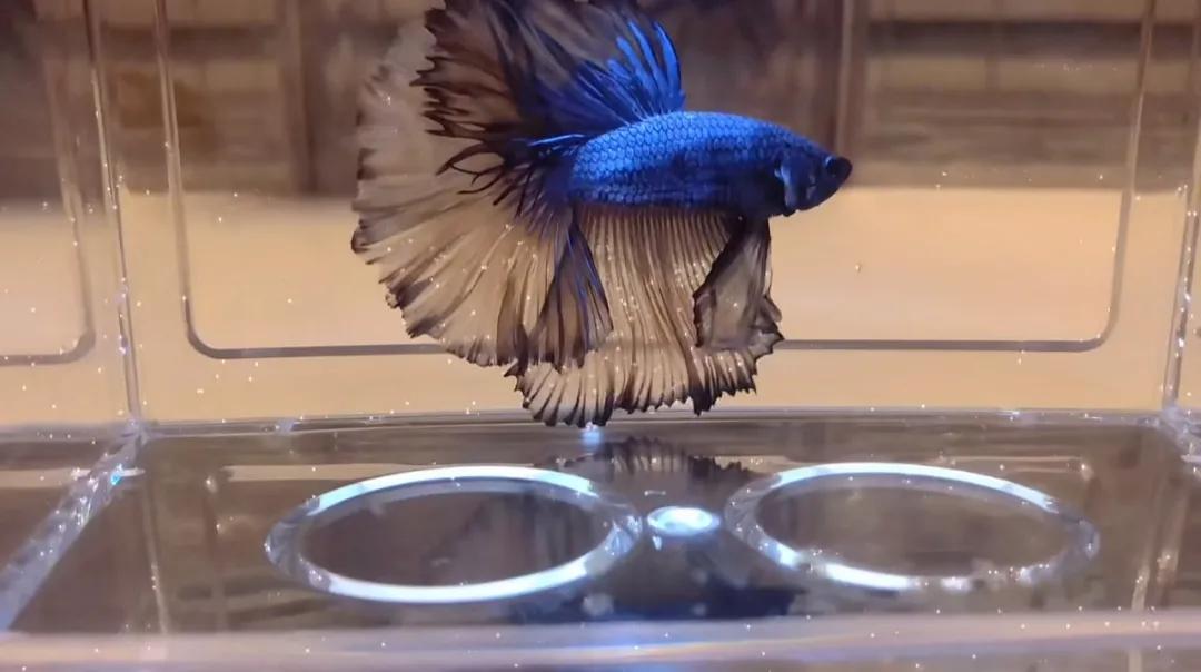 泰国斗鱼vs泰国斗鱼,泰国斗鱼和中国斗鱼为什么不一样