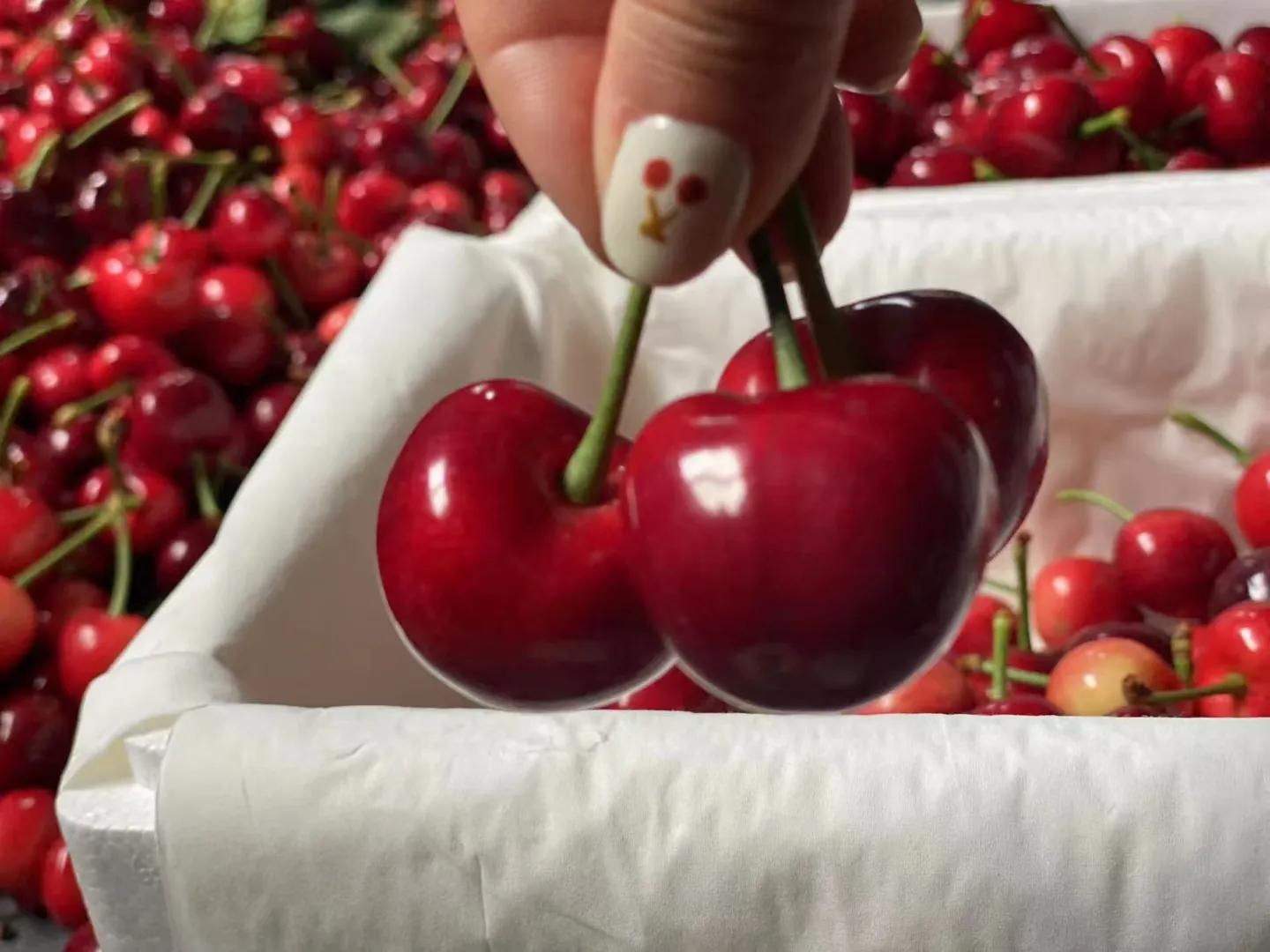 大连美早樱桃几月份上市,大连美早大樱桃现摘现发新鲜到家