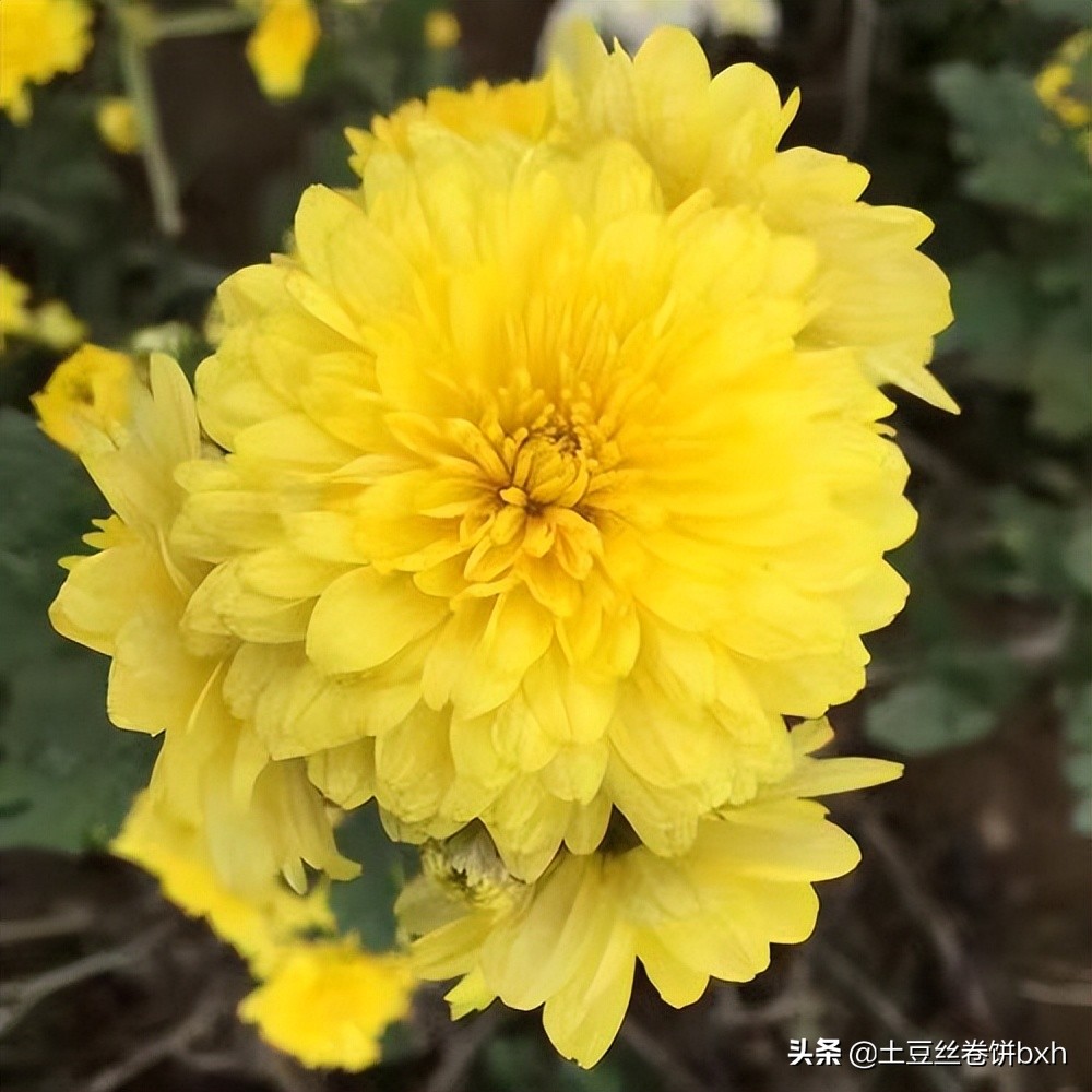 天热泡哪种菊花茶好喝点,天气热喝菊花茶解暑吗