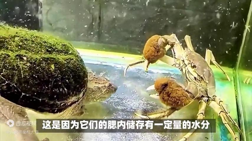 螃蟹常识大全及图片,生活小妙招螃蟹处理方法