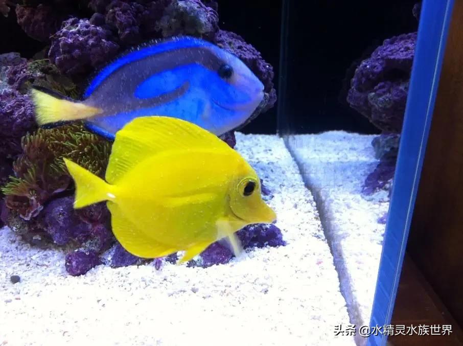 海缸白点病原因,海缸白点病怎么彻底清除