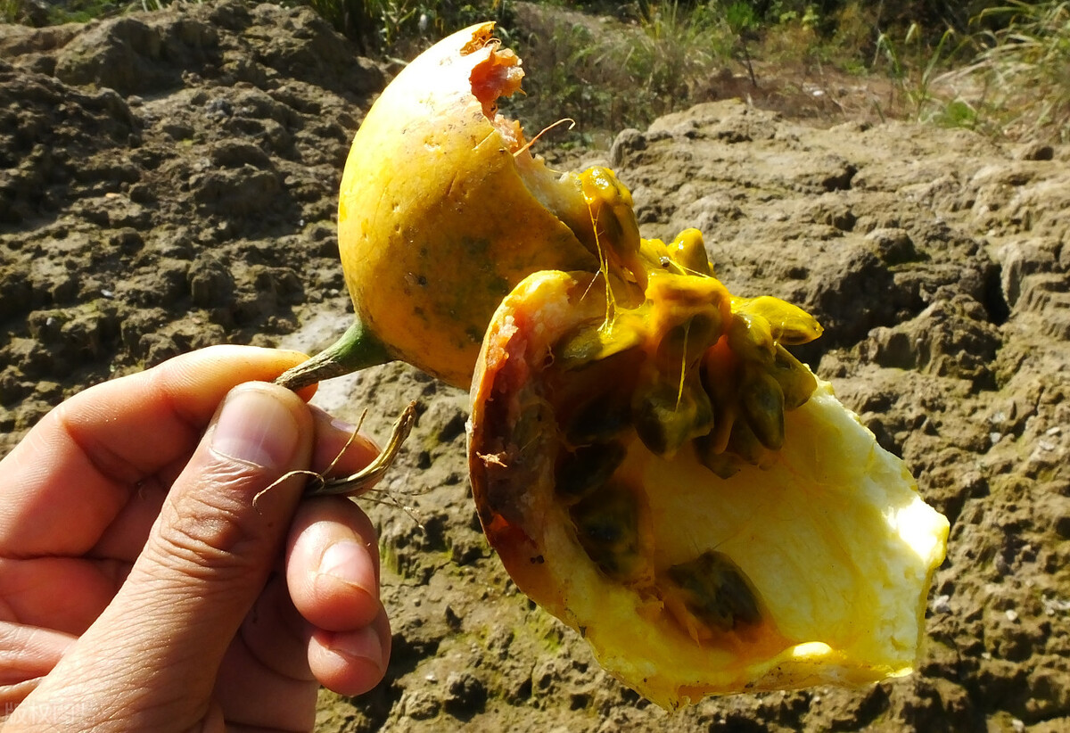 冠心病健脾最好的方法,调理脾胃冠心病方子