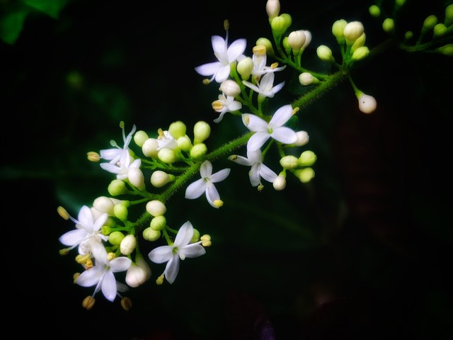 小叶女贞,小叶女贞球