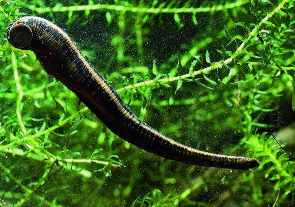 将水蛭放入冰箱还能活,水蛭吸血能钻到人体内并存活吗