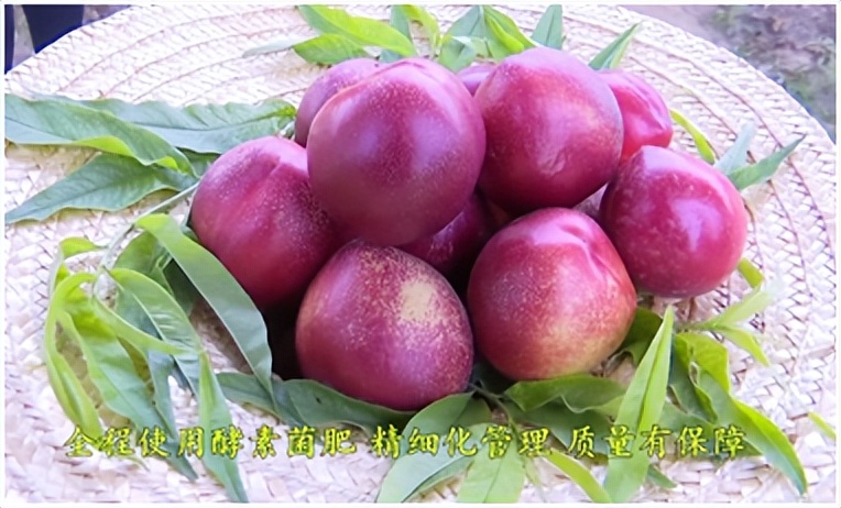 大棚桃树开沟施肥技术,桃树施肥用什么酵素