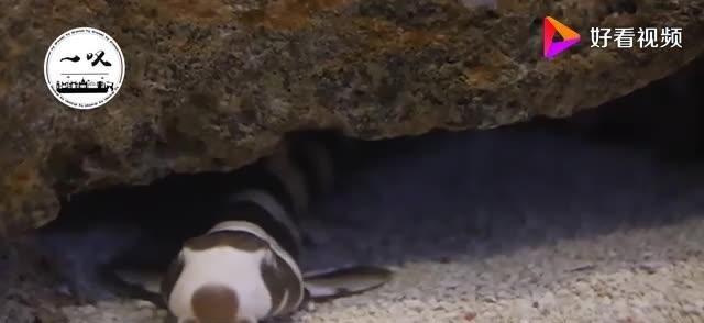 国外有钱人买了鲨鱼蛋，回家一剖开，小鲨鱼就展现了霸主形象！