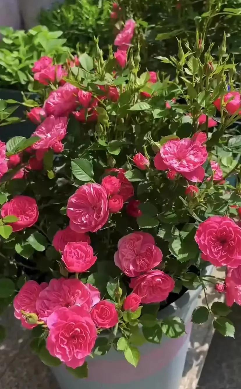 恋人印记,恋人烙印