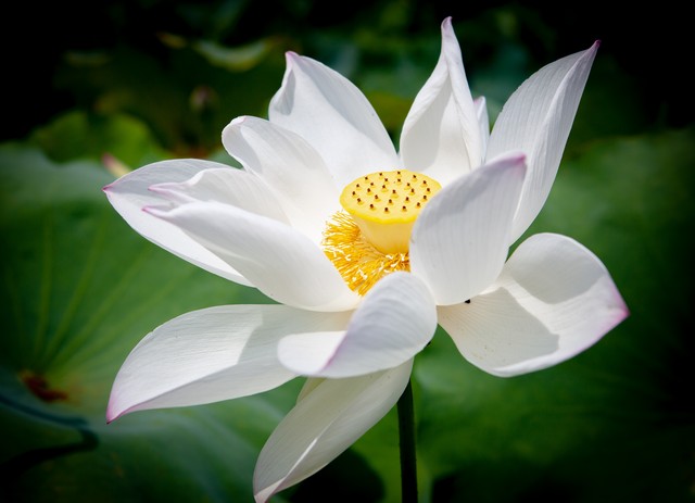 夜赏荷花古诗词,赏荷花诗句古诗大全