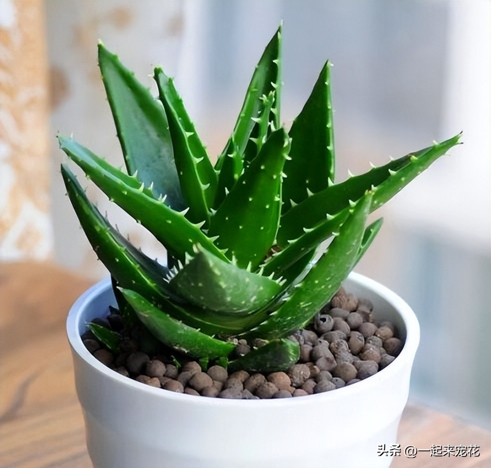 适合放卧室里的芦荟植物,芦荟植物盆栽有啥好处