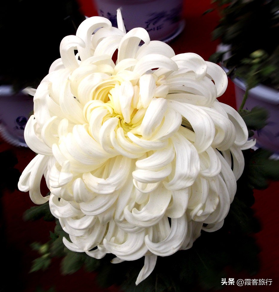 菊花有多少种颜色分别是什么色,菊花的品种分类以及颜色和形状