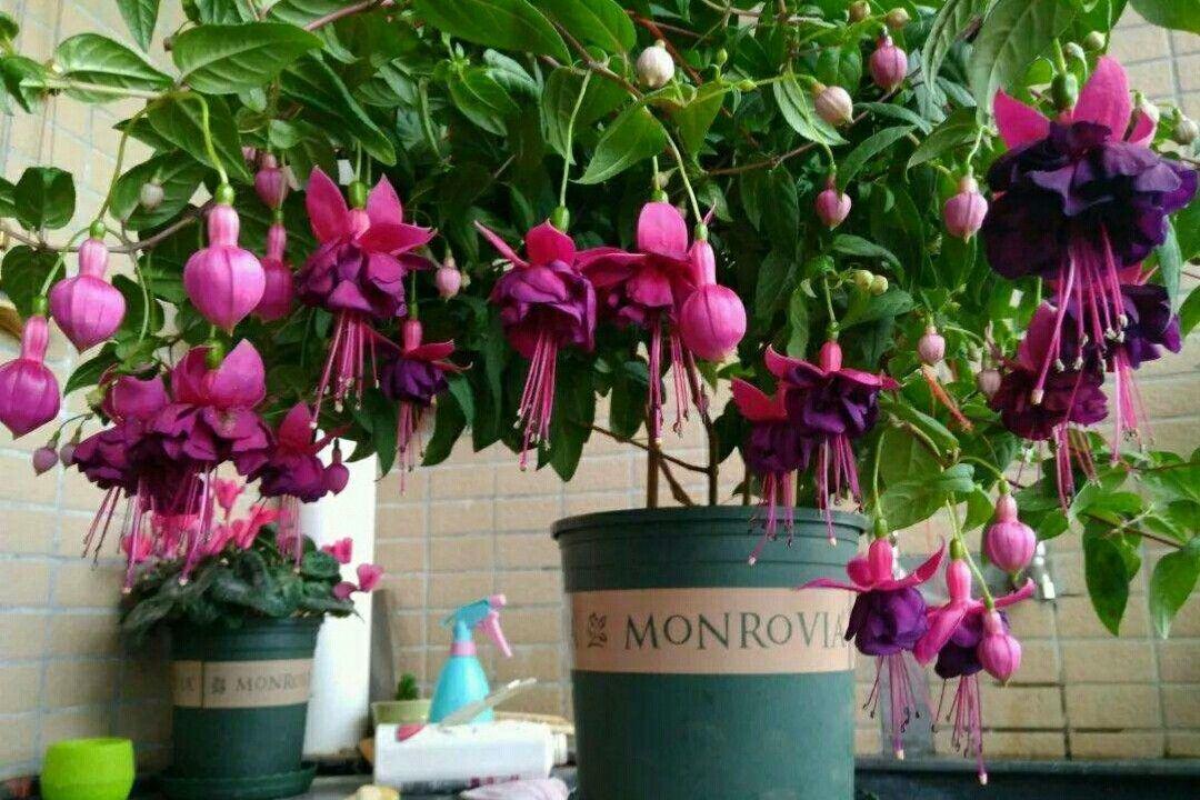 花草三不送,养花三不送