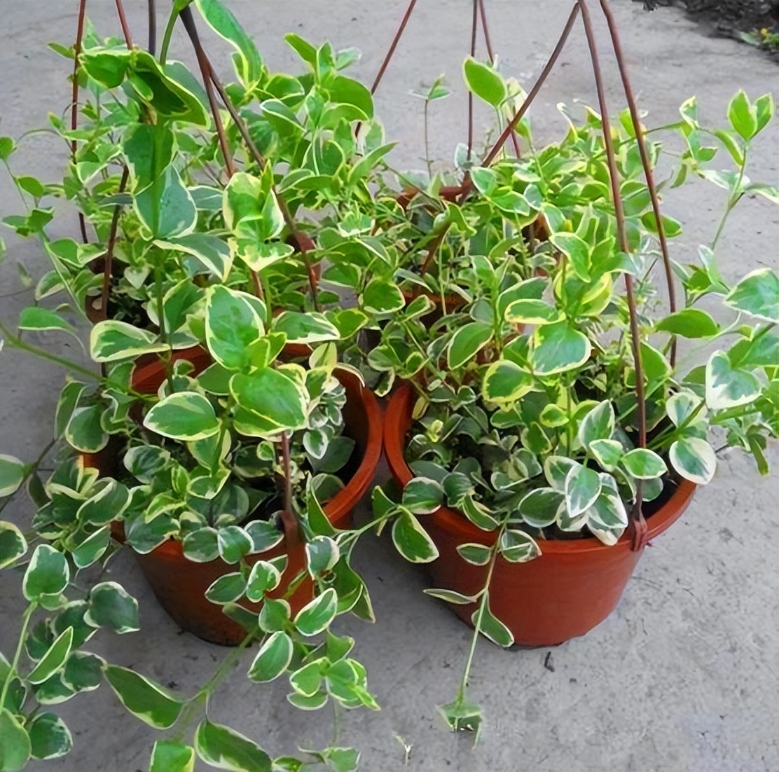 吸甲醛最好易养活的植物,吸甲醛最怕的4种花