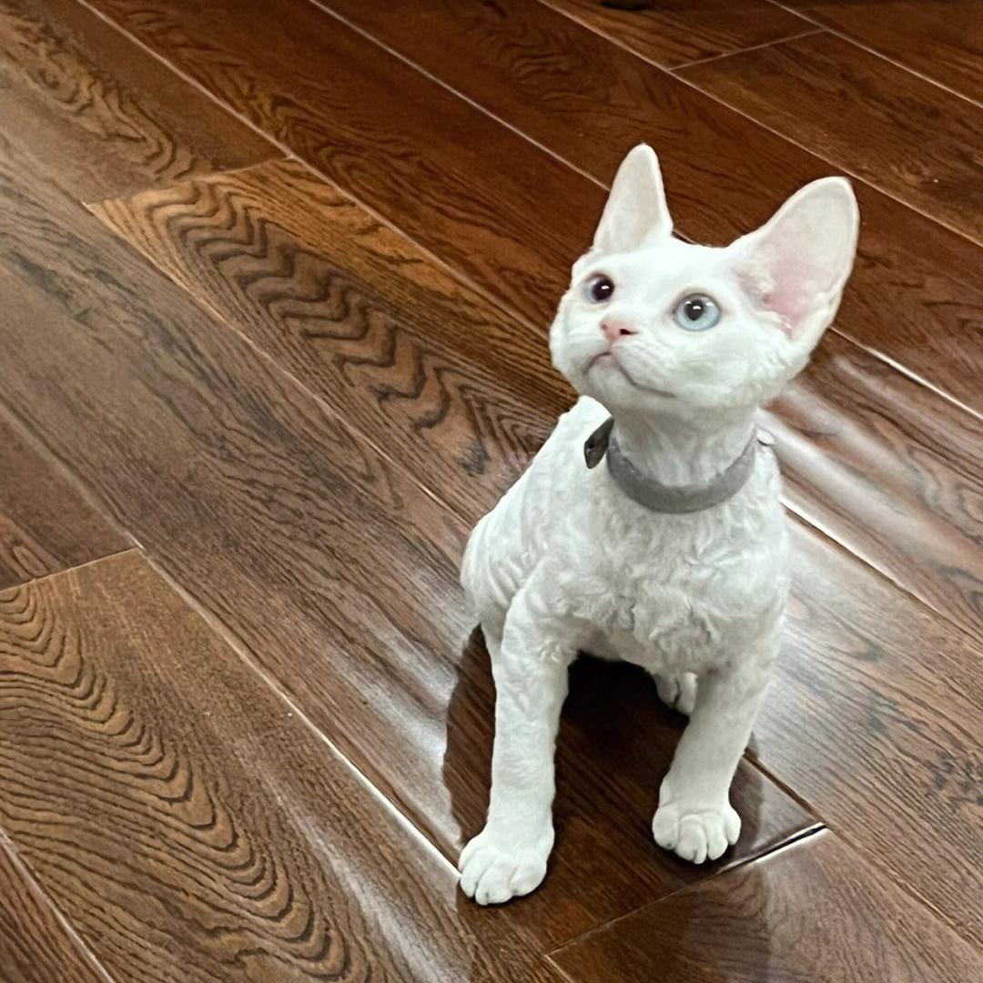 德文猫都很瘦吗,德文猫乖巧吗