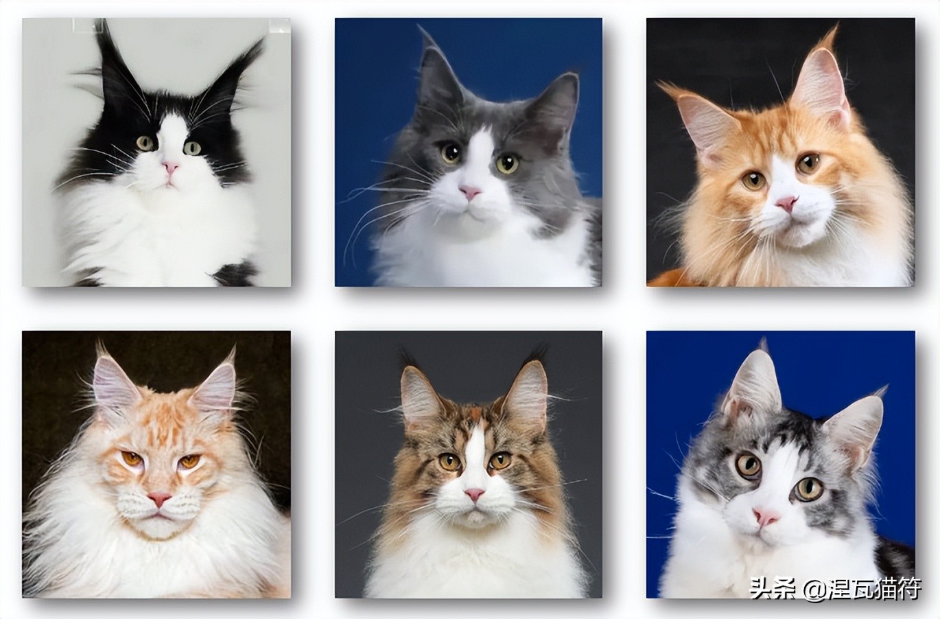 缅因库恩猫银虎斑,缅因猫浅银虎斑