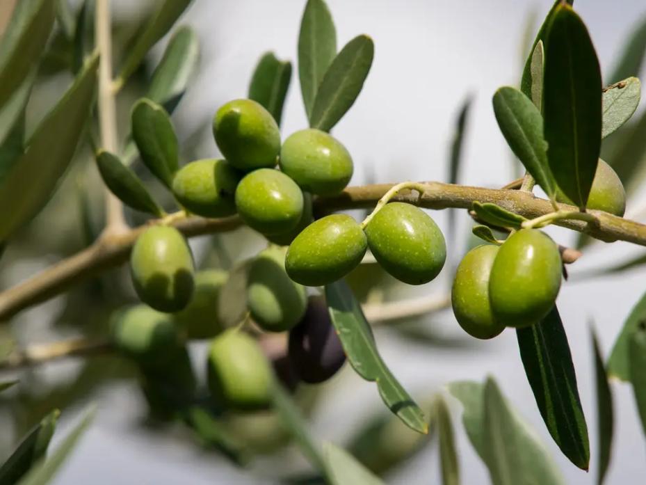 牛奶和什么在一起可以淡化皱纹,有没有吃了能去皱纹的食物