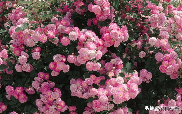 月季玫瑰蔷薇芍药牡丹的区别,月季玫瑰蔷薇区别在哪里