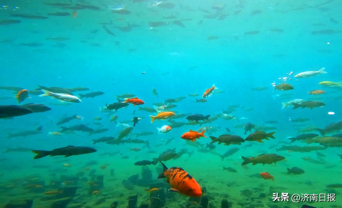 诗画名泉|珍珠泉：一泓映绮疏可以鉴须眉