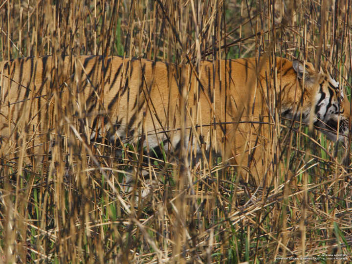 黑龙江黄牛被咬死,黑龙江黄牛被黑熊袭击事件
