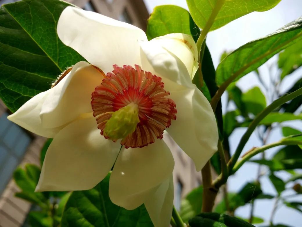 开花植物大全100种,实用分享30款小型开花树种介绍