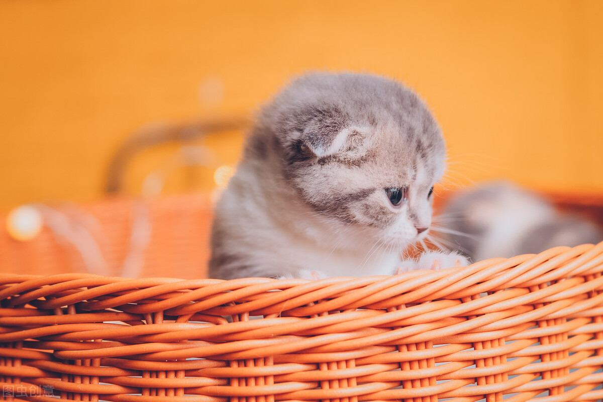 猫咪怀孕之后食欲下降,猫咪怀孕60天食欲下降