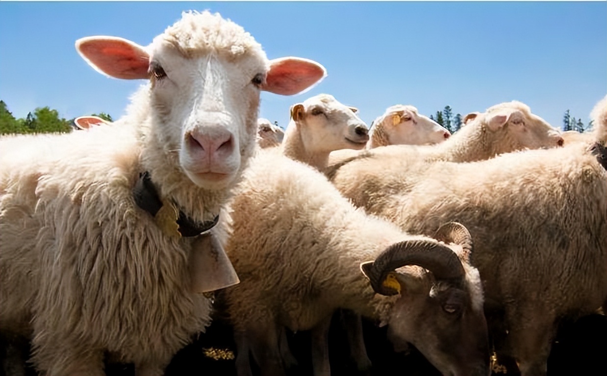 羊流口水是什么病？羊流口水怎么治疗？羊流口水是什么原因引起的