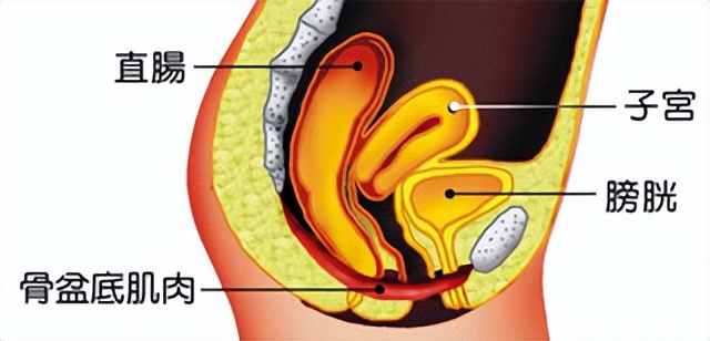 关爱女性盆底健康图片,呵护女性从盆底康复开始