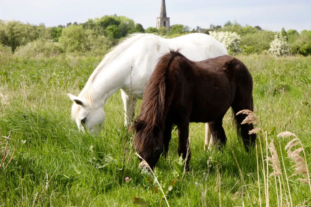 applesandoranges含义,applesandoranges是俚语吗