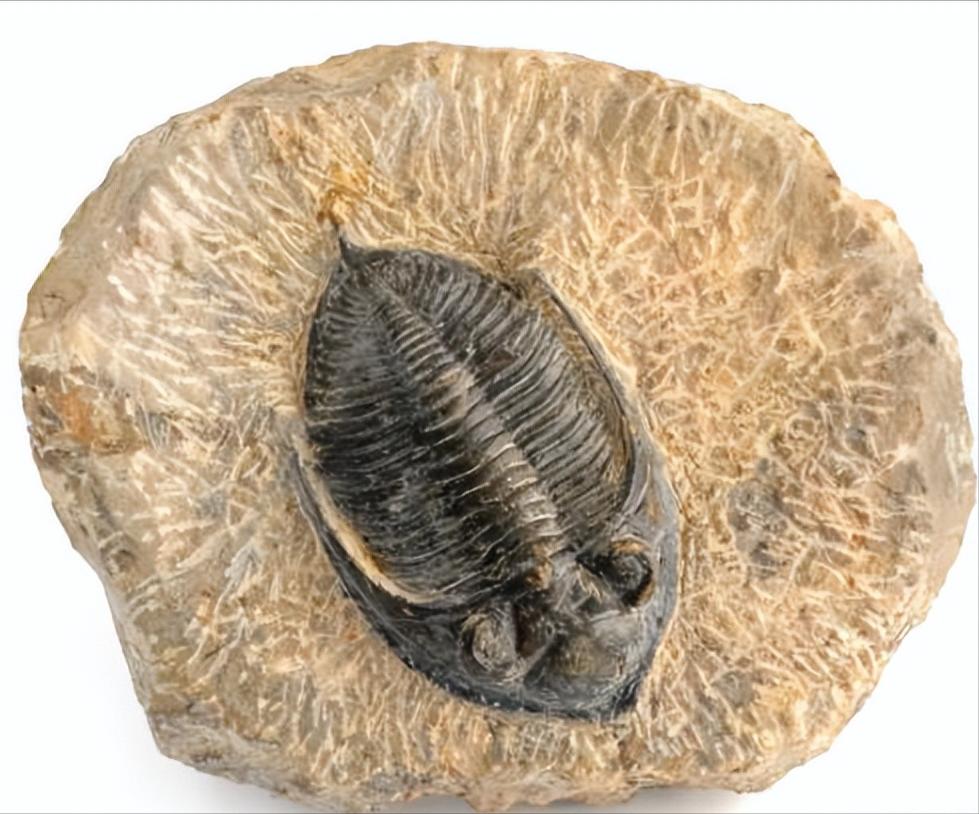 奇特的化石向我们展示着什么