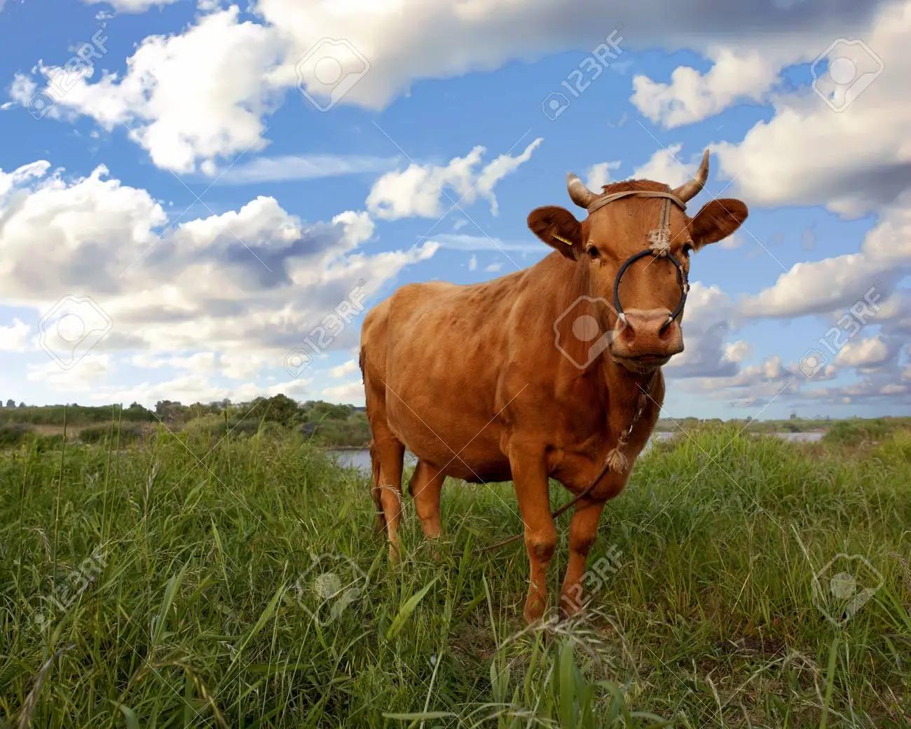 日本和牛好不好吃,日本和牛等级性价比最高