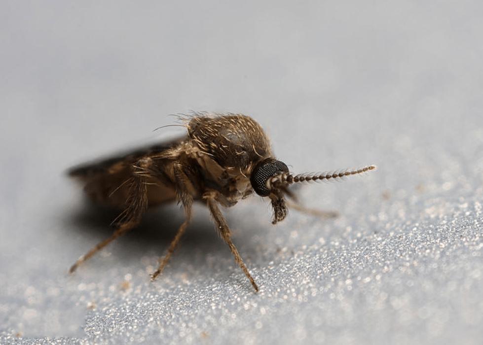 防蚊虫防蜱虫,夏天如何防治蚊虫和蠓虫