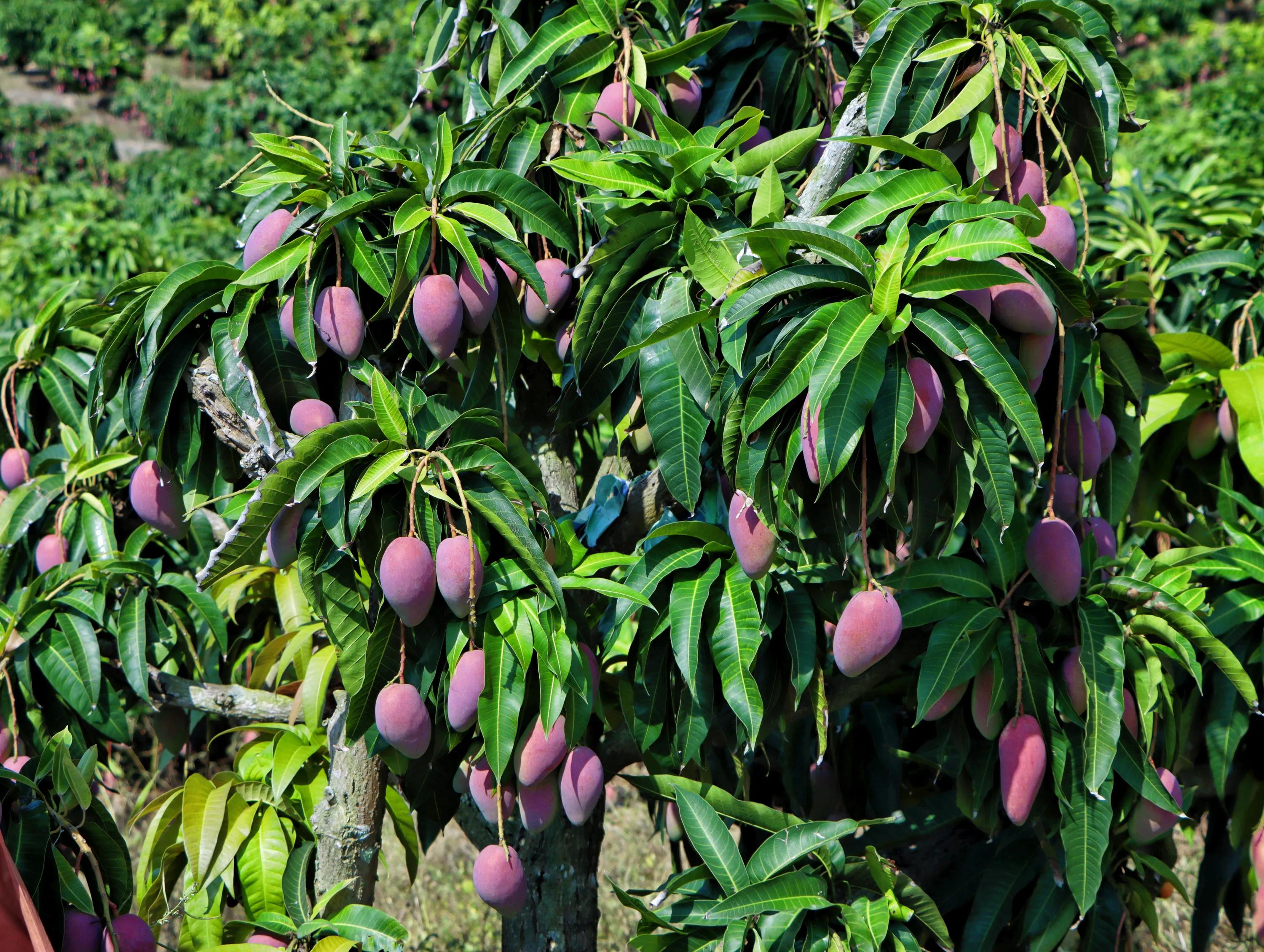走遍田间.高端水果礼盒周期配，送出新意，送出新鲜