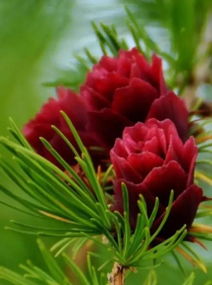 你见过松树吗,什么松树开花很漂亮