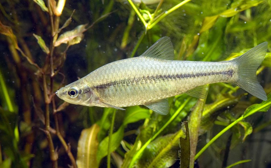 麦穗鱼养殖方法与养殖技巧,麦穗鱼如何规模化繁殖