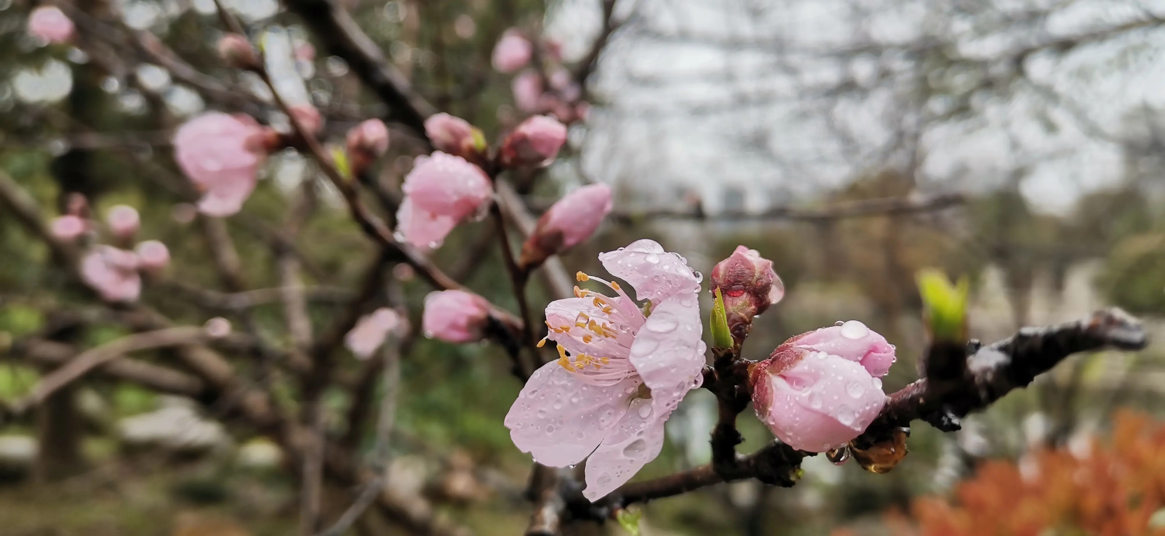 内经谈风湿疾病,黄帝内经中治风湿药方
