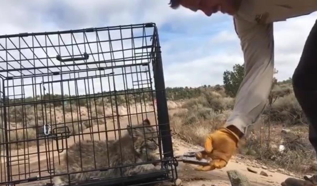 江西老汉活捉神兽四不像,江西老汉活捉神兽六不像