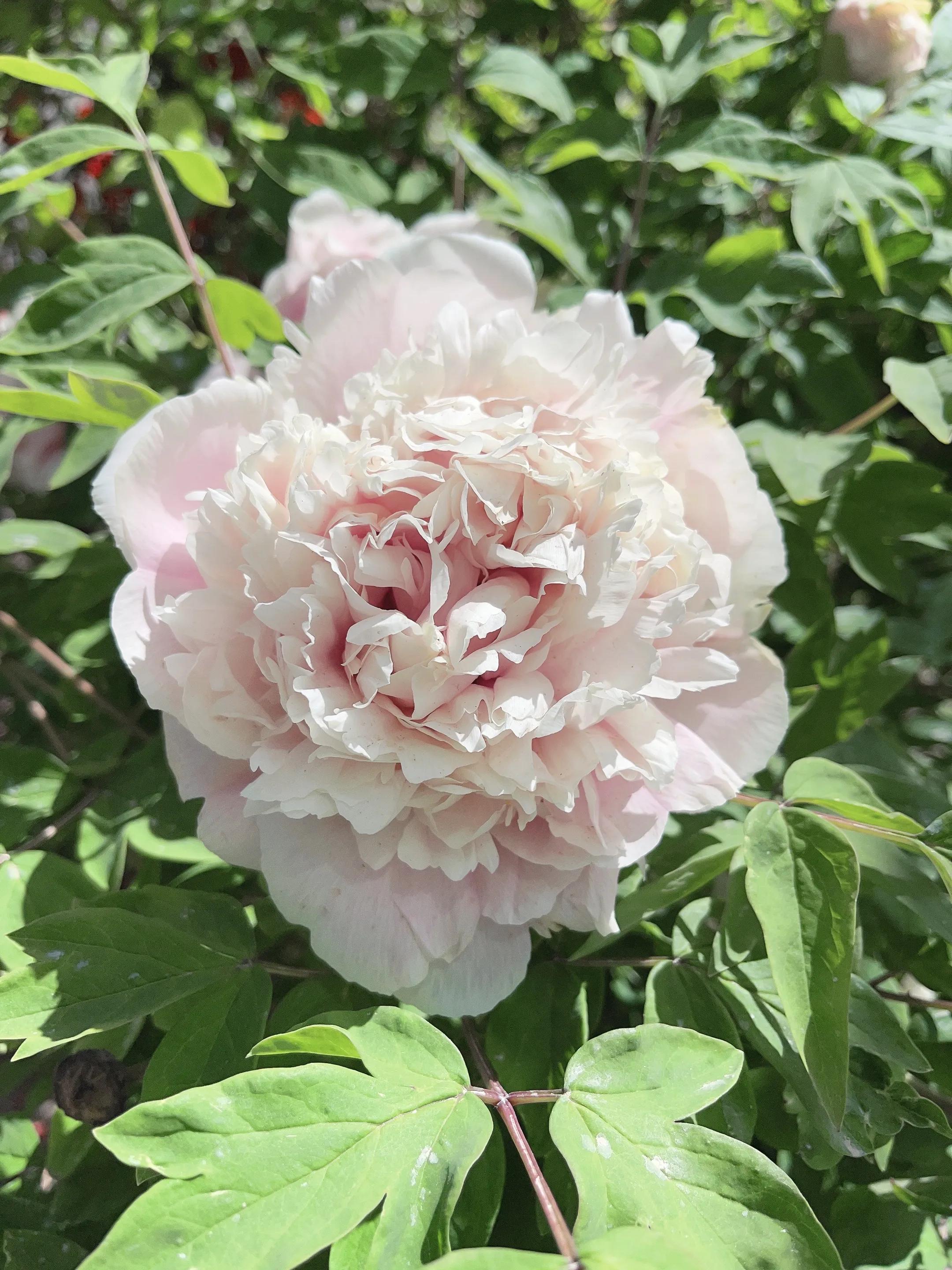 微雨牡丹花半开雨露带珠粉娇饰才开沁馨释香浓路人惊艳花开时元姆