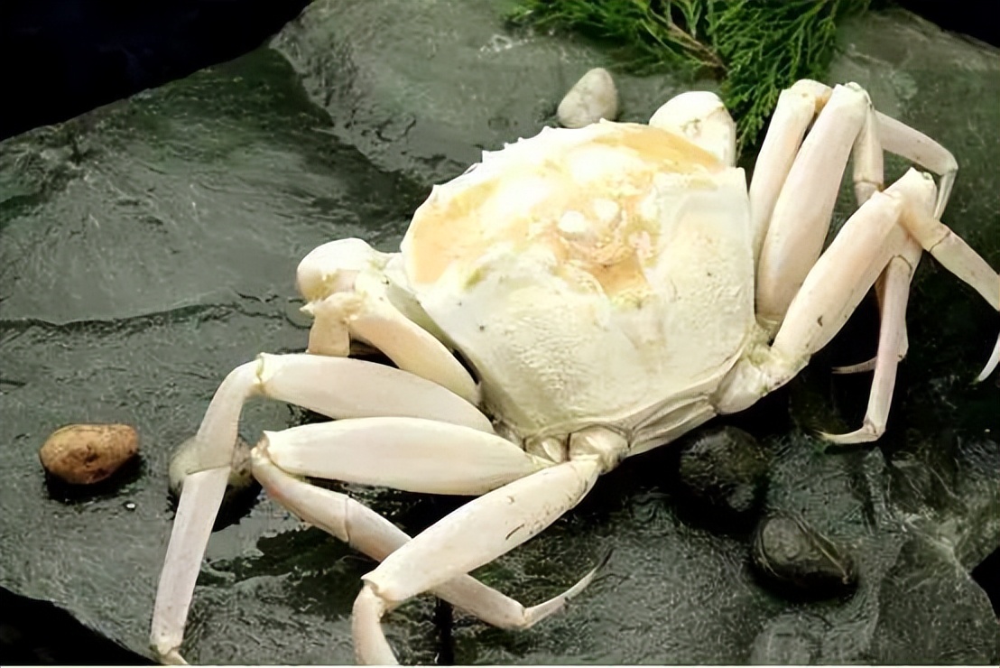 世界地图海鲜,澳大利亚最新海鲜图片